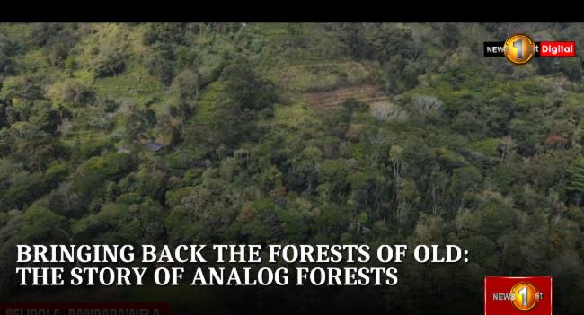 The story of Analog Forests